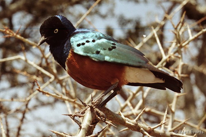 Scan30045.jpg - superb colored Starling