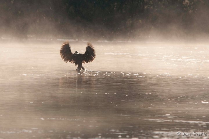 DSC_3608.jpg - reed-cormorant