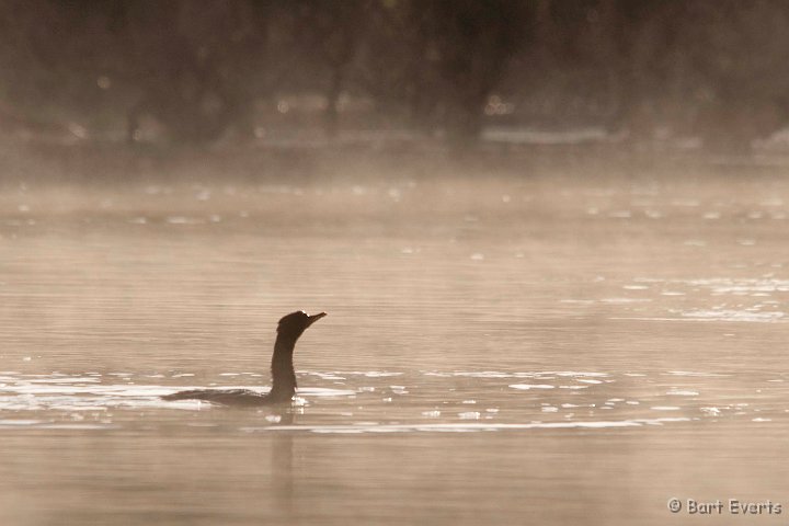 DSC_3610.jpg - Reed-cormorant