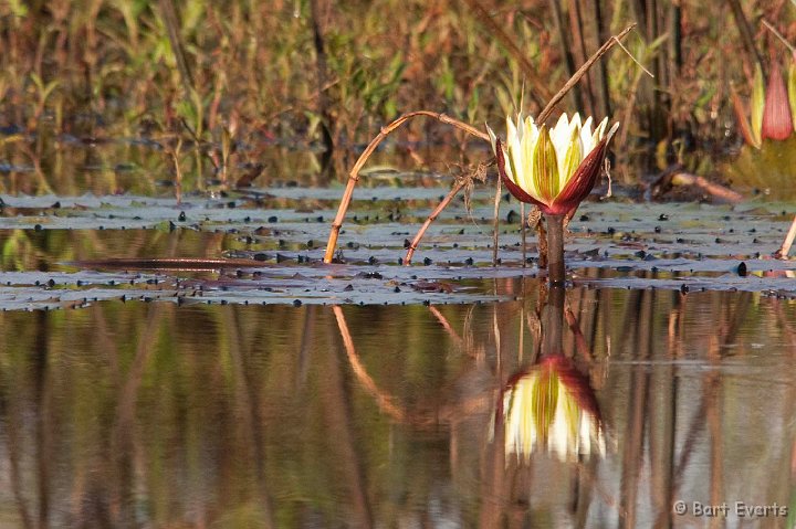 DSC_3617.jpg - Waterlilly