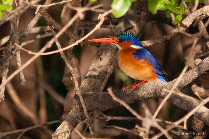 DSC_3634.jpg - Malachite Kingfisher