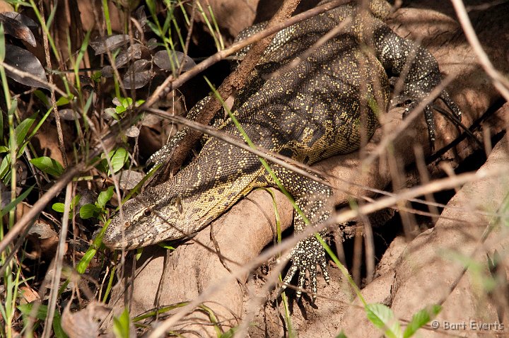 DSC_3641.jpg - Water monitor