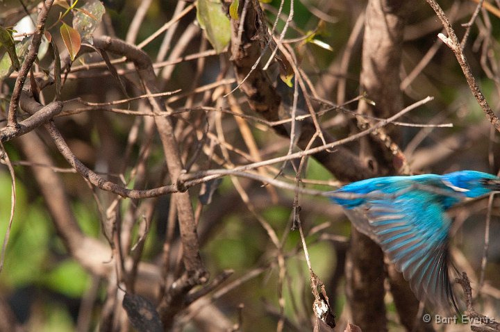 DSC_3644.jpg - Flying Half-collared kingfisher