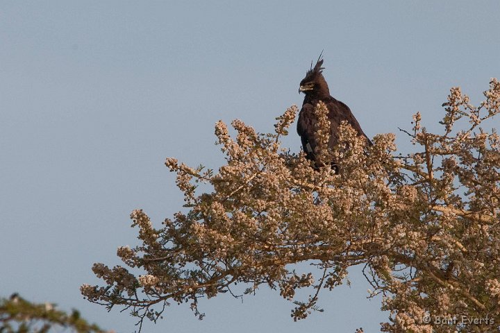 DSC_3651.jpg - Long-crested eagle