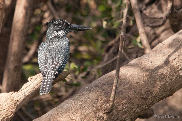 DSC_3657.jpg - Giant Kingfisher