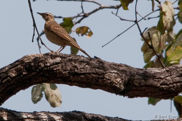 DSC_3666.jpg - Woodland pipet