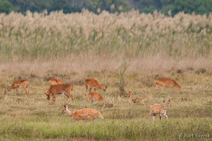 DSC_3669.jpg - Puku and Bushbuck