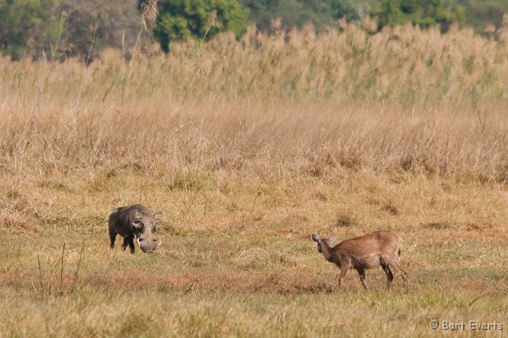 DSC_3674.jpg - Warthog meets Sitatunga