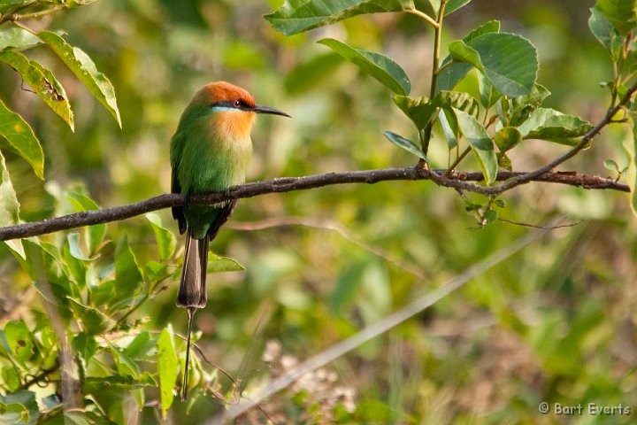 DSC_3695.jpg - Bohm's Bee-eater