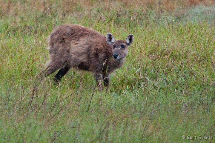 DSC_3726.jpg - Sitatunga