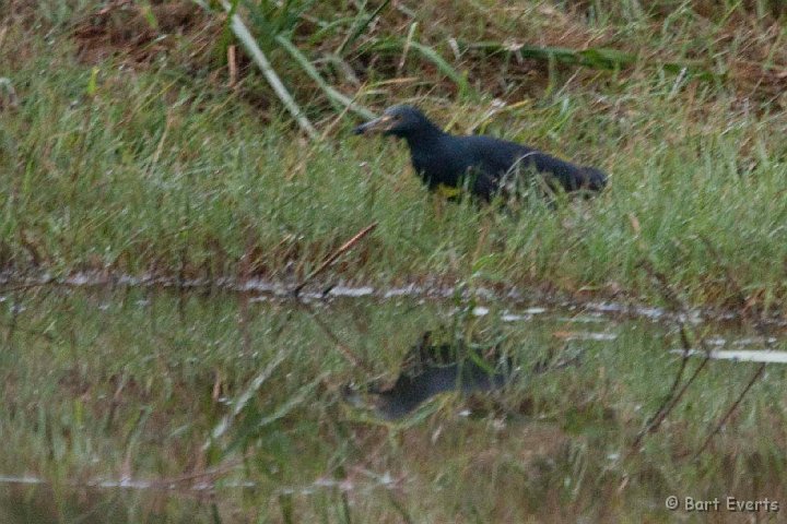 DSC_3744.jpg - Rufous-bellied Heron