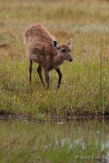 DSC_3776.jpg - Sitatunga