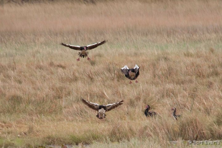 DSC_3801.jpg - Spurwinged geese