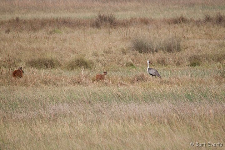 DSC_3806.jpg - Sitatunga youngster checks out Wattled crane