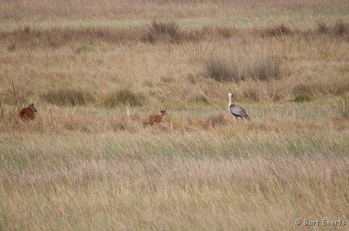 DSC_3806.jpg - Sitatunga youngster checks out Wattled crane