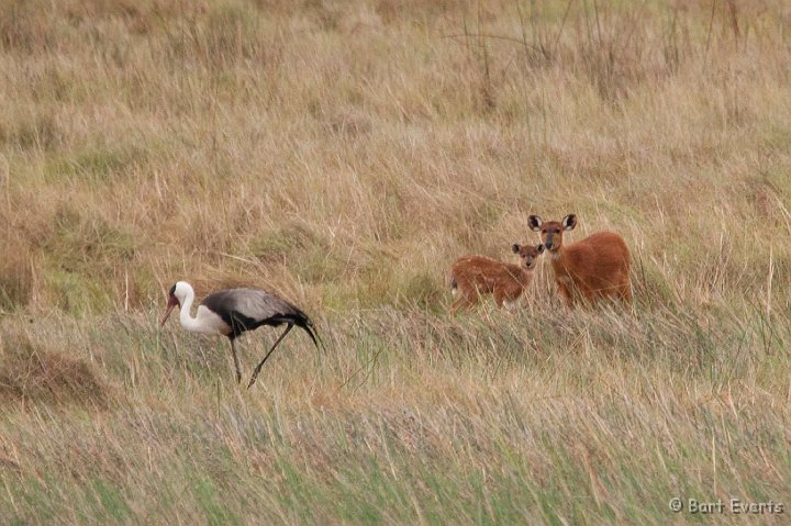 DSC_3829.jpg - Sitatungas meet Wattled Crane