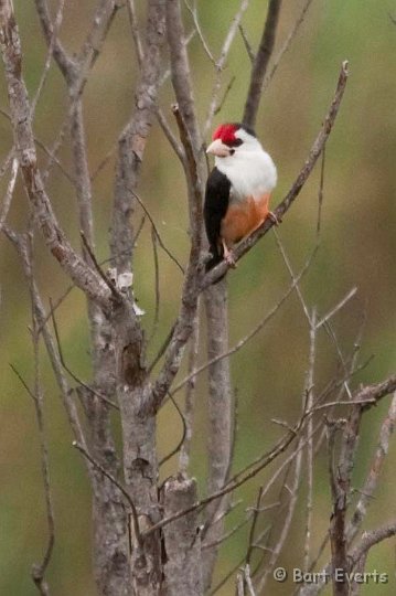 DSC_3836.jpg - Black-backed Barbet