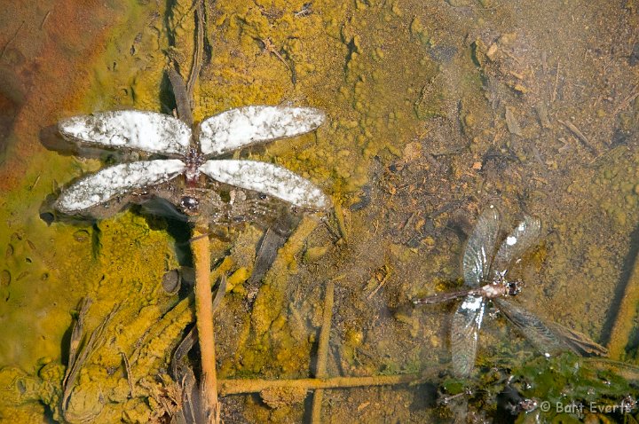 DSC_3848.jpg - Died Dragonflies