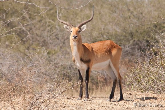 DSC_3858.jpg - Kafue Lechwe