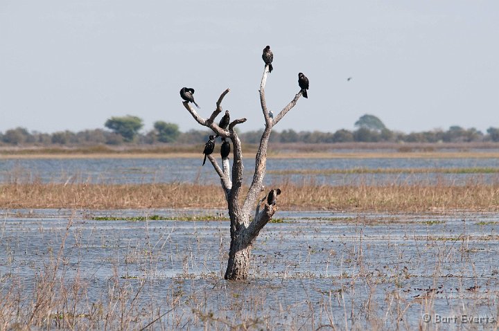 DSC_3862.jpg - Reed Cormorants