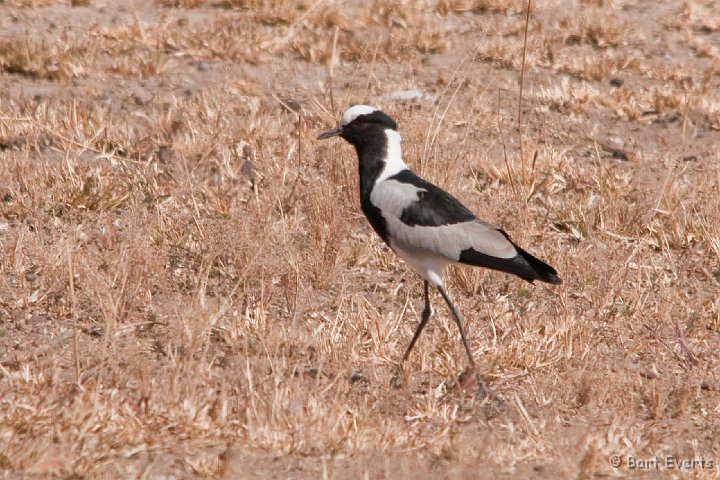 DSC_3865.jpg - Blacksmith Plover