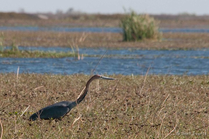 DSC_3867.jpg - Goliath Heron