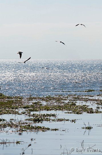 DSC_3870.jpg - Lochinvar Lake
