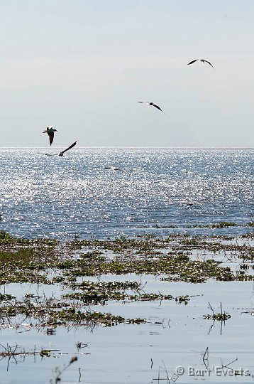 DSC_3870.jpg - Lochinvar Lake