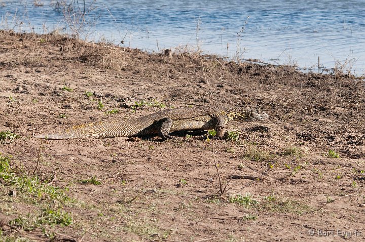 DSC_3873.jpg - Water Monitor Lizard