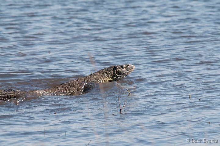 DSC_3875.jpg - Swimming Water Monitor