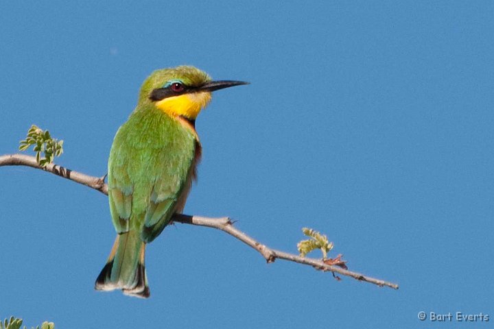 DSC_3882.jpg - LIttle bee-eater