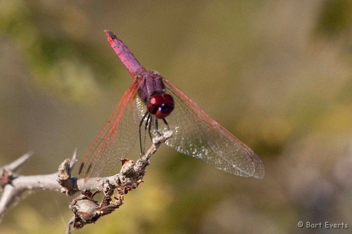 DSC_3894.jpg - Dragonfly