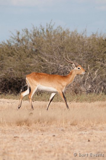 DSC_3899.jpg - Kafue Lechwe