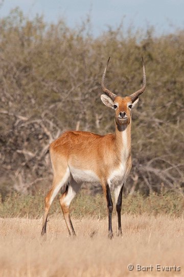 DSC_3901.jpg - Kafue Lechwe