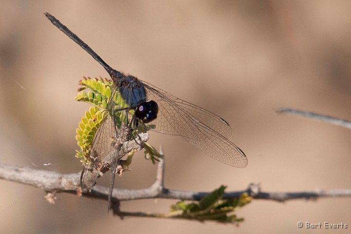 DSC_3903.jpg - Dragonfly