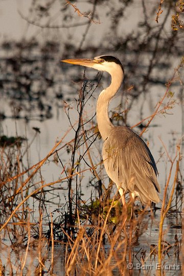 DSC_3921.jpg - Grey Heron