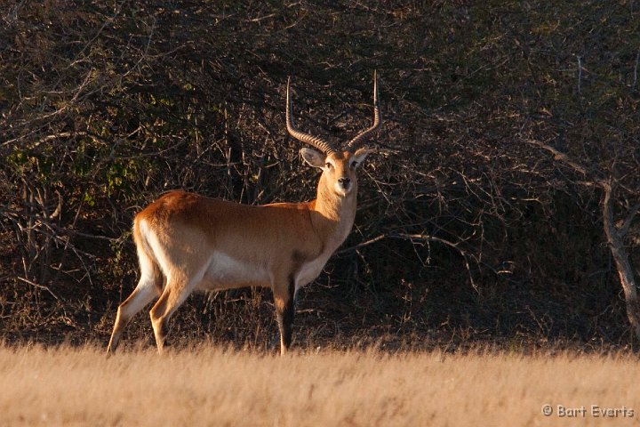 DSC_3925.jpg - Kafue Lechwe