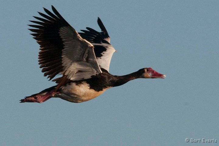 DSC_3933.jpg - Spur-winged goose