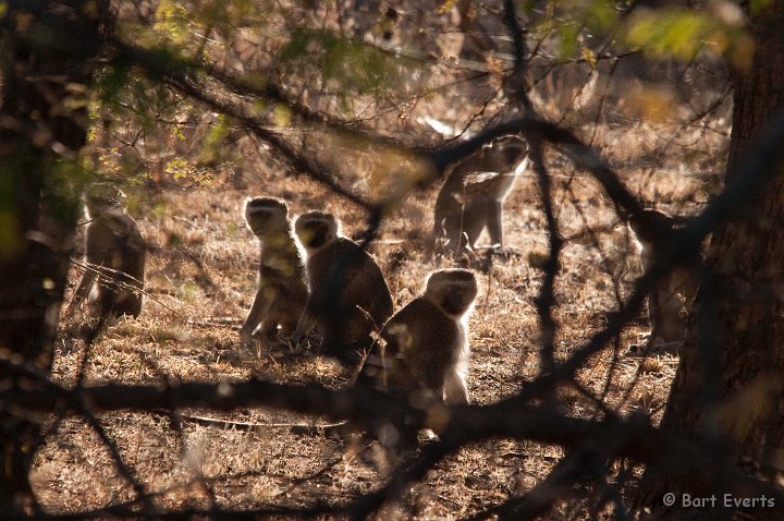 DSC_3938.jpg - Vervet Monkeys