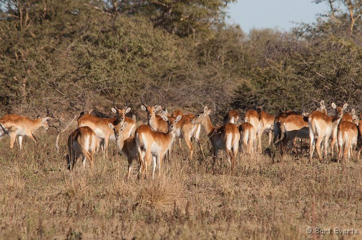 DSC_3939.jpg - Kafue Lechwe Family