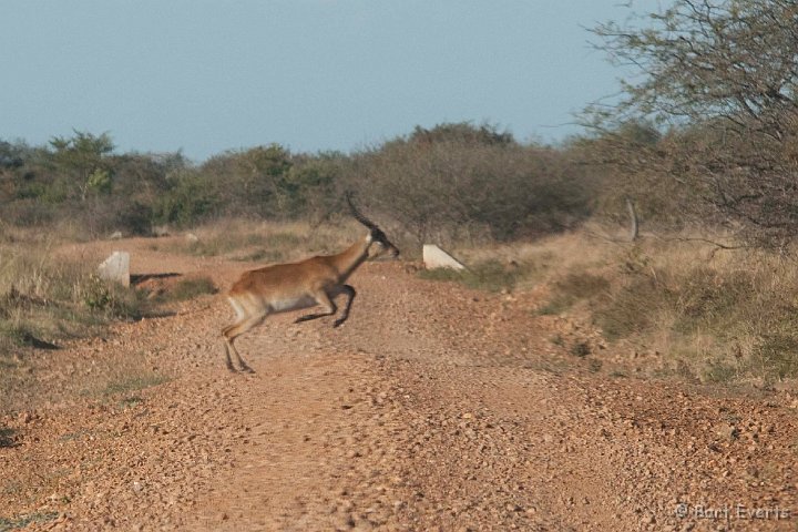 DSC_3948.jpg - Crossing Lechwe