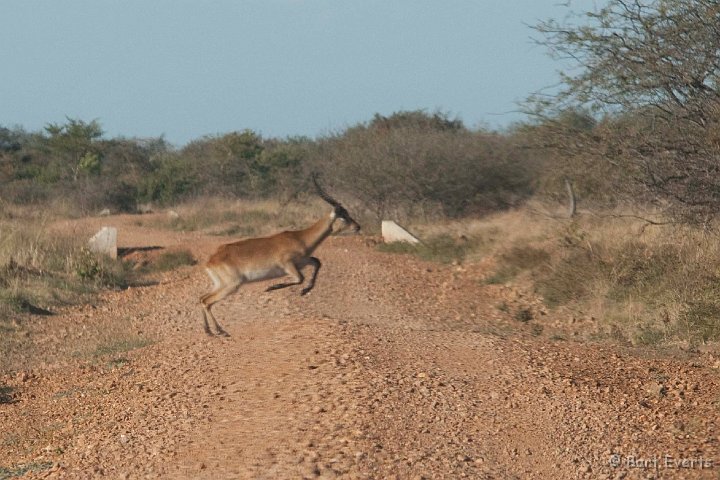 DSC_3948.jpg - Crossing Lechwe