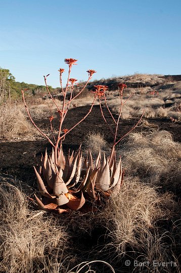 DSC_3516.jpg - Aloe plant