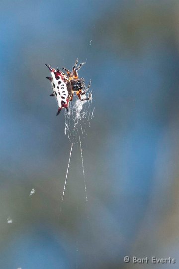 DSC_3532.jpg - spiny spider