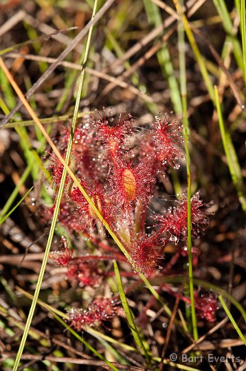 DSC_3540.jpg - Sundew