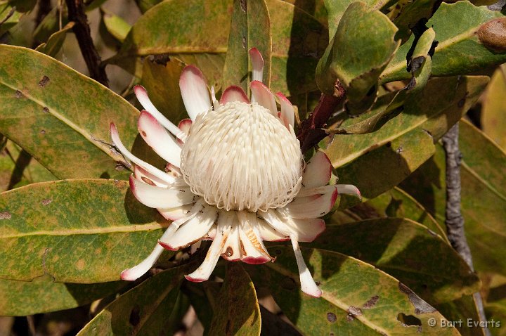 DSC_3556.jpg - Protea