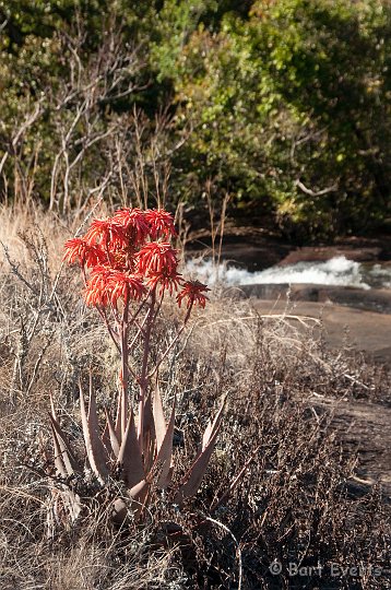 DSC_3564.jpg - Aloe