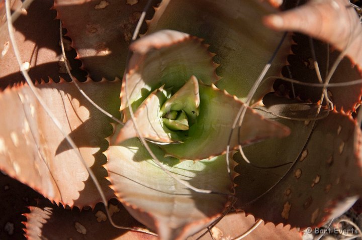 DSC_3580.jpg - Aloe from above