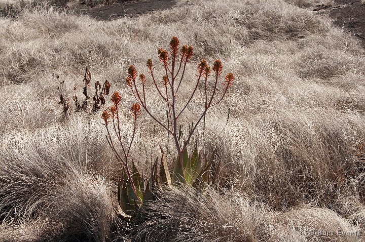 DSC_3581.jpg - Aloe