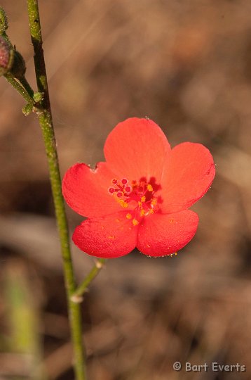 DSC_3584.jpg - Nice flower